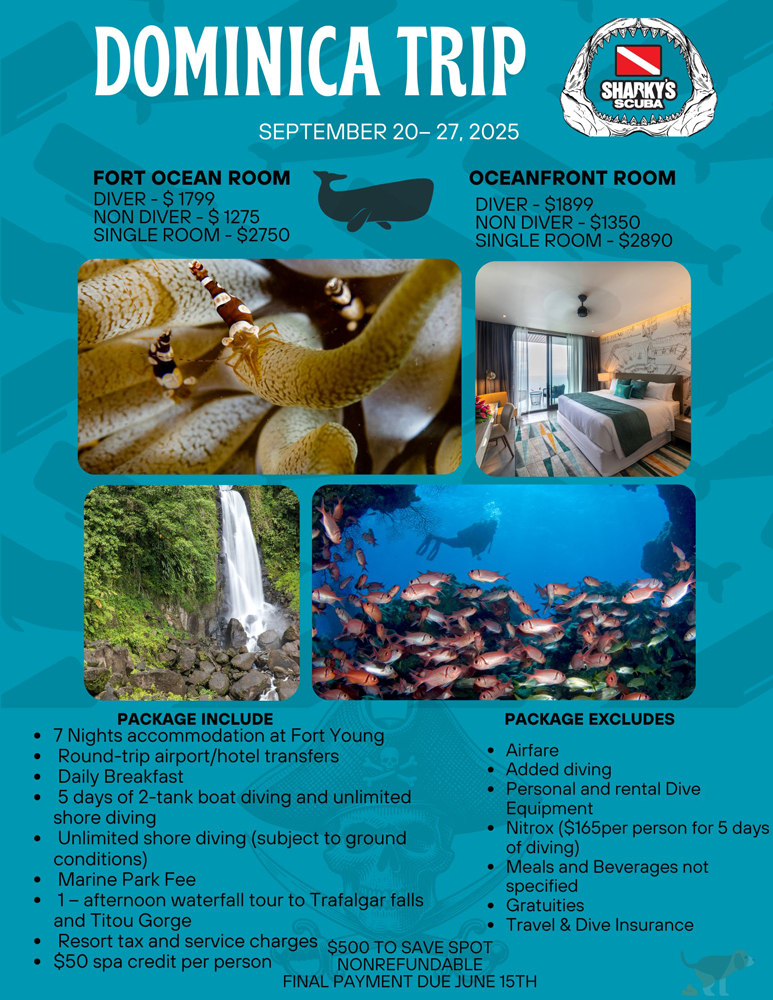 Dive In Dominica!